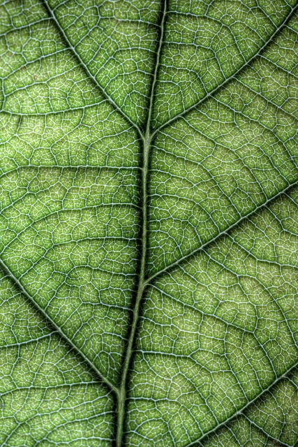 Feuille